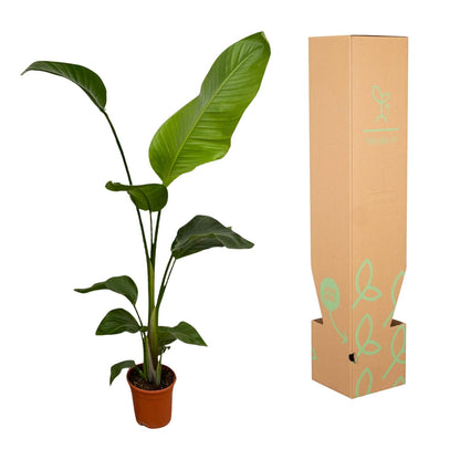 Kamerplant 2x Strelitzia Nicolai - Pot Ø 17cm Hoogte ↕ 100cm