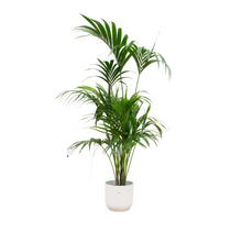 Kamerplant - Kentia palm - Combideal inclusief sierpot - Pot Ø 30cm Hoogte ↕ 180cm