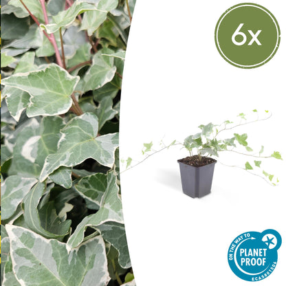 Buitenplant 6x Hedera helix 'Glacier' - Pot Ø 9cm Hoogte ↕ 10-25cm