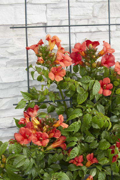 Buitenplant 2x Campsis Summer Jazz 'Fire Trumpet' - Bloeiend - Pot Ø 15cm Hoogte ↕ 65cm