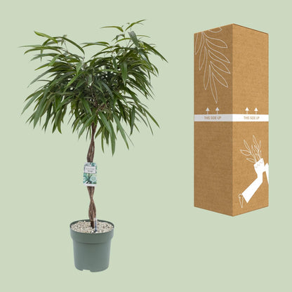 XL kamerplant - Ficus Mahori - Pot Ø 27cm Hoogte ↕ 120cm