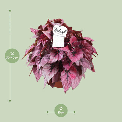Kamerplant - Begonia Beleaf Indian Summer - Pot Ø 17cm Hoogte ↕ 32cm
