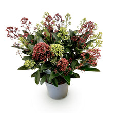 Buitenplant - Skimmia japonica Festival - Winterhard - Pot Ø 15cm Hoogte ↕ 30cm
