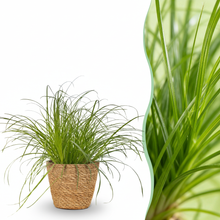 Kamerplant - Cyperus alternifolius Zumula - Kattengras - Pot Ø 12cm Hoogte ↕ 20cm