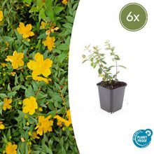 Buitenplant 6x Hypericum dummeri 'Peter Dummer' - Bloeiend - Pot Ø 9cm Hoogte ↕ 10-25cm