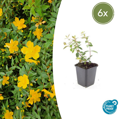 Buitenplant 6x Hypericum dummeri 'Peter Dummer' - Bloeiend - Pot Ø 9cm Hoogte ↕ 10-25cm