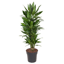 Kamerplant - Dracaena Janet Lind vertakt - Luchtzuiverend - Pot Ø 27cm Hoogte ↕ 110cm