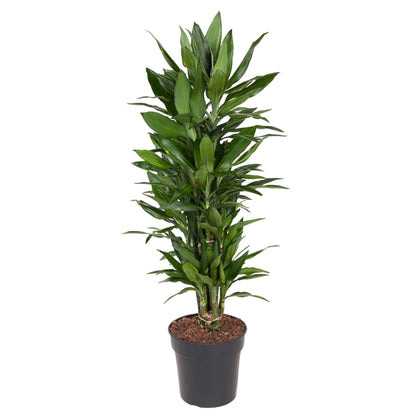 Kamerplant - Dracaena Janet Lind vertakt - Luchtzuiverend - Pot Ø 27cm Hoogte ↕ 110cm