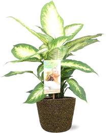 Kamerplant - Dieffenbachia Camilla - Pot Ø 17cm Hoogte ↕ 45cm