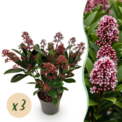 Buitenplant 3x Skimmia japonica Rubella - Winterhard - Bloeiend - Pot Ø 10.5cm Hoogte ↕ 25cm