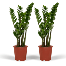Kamerplant 2x Zamioculcas Zamiifolia - Pot Ø 14cm Hoogte ↕ 50cm