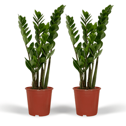 Kamerplant 2x Zamioculcas Zamiifolia - Pot Ø 14cm Hoogte ↕ 50cm