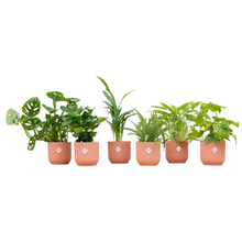 Verrassingsbox - 6 kamerplanten inclusief pot Ø 14cm - Roze