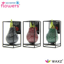 Kamerplant 3x Waxz Formz Industrial Mix - Pot Ø 7cm Hoogte ↕ 15cm