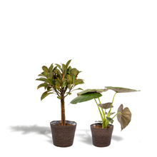 Kamerplant Set - Ficus Elastica Melany + Alocasia Wentii + Mand Igmar