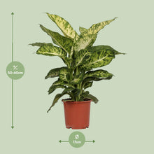 Kamerplant - Dieffenbachia Mars - Pot Ø 17cm Hoogte ↕ 50cm
