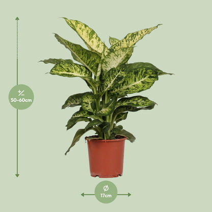 Kamerplant - Dieffenbachia Mars - Pot Ø 17cm Hoogte ↕ 50cm