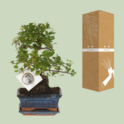 Kamerplant - Bonsai Sageretia S-vorm - Pot Ø 15cm Hoogte ↕ 15cm