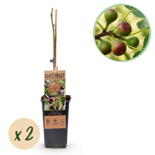 Buitenplant 2x Ficus carica 'Little Miss Figgy' - Eetbare vijg - Pot Ø 15cm Hoogte ↕ 50cm