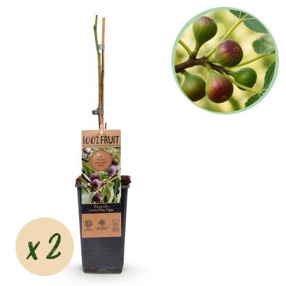 Buitenplant 2x Ficus carica 'Little Miss Figgy' - Eetbare vijg - Pot Ø 15cm Hoogte ↕ 50cm