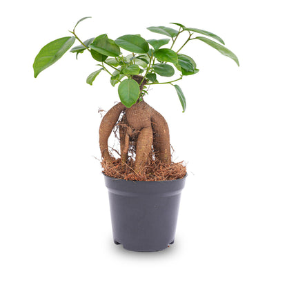 Kamerplant - Ficus microcarpa Ginseng Bonsai - Pot Ø 9cm
