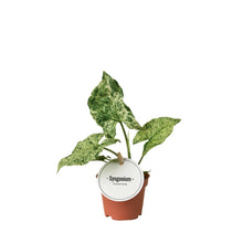 Kamerplant - Syngonium Mottled - Pot Ø 6cm Hoogte ↕ 15cm