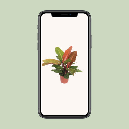 Kamerplant - Philodendron Prince of Orange - Pot Ø 17cm Hoogte ↕ 45cm