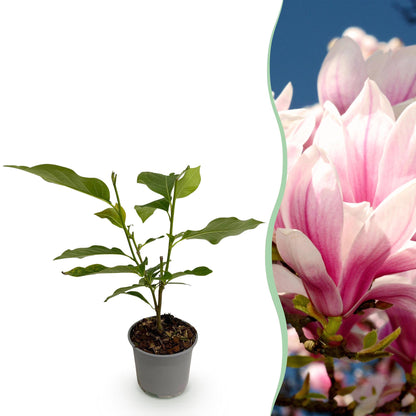 Buitenplant - Magnolia soulangeana - Bloeiend - Pot Ø 12cm Hoogte ↕ 30cm