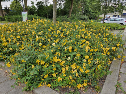 Buitenplant 24x Hypericum 'Hidcote' - Bloeiend - Pot Ø 9cm Hoogte ↕ 10-25cm