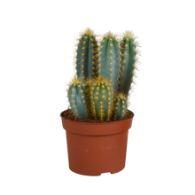 Kamerplant - Pilosocereus azureus - Pot Ø 12cm
