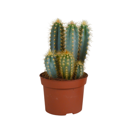 Kamerplant - Pilosocereus azureus - Pot Ø 12cm