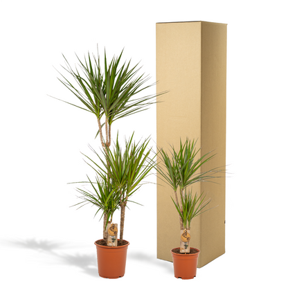 Kamerplant - Dracaena combi - Pot Ø 21cm Hoogte ↕ 120cm