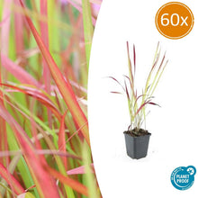 Buitenplant 60x Imperata cylindrica 'Red Baron' - Siergrас - Pot Ø 9cm Hoogte ↕ 10-25cm