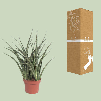 Kamerplant - Sansevieria Fernwood Punk - Pot Ø 12cm Hoogte ↕ 35cm