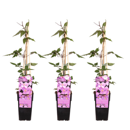 Buitenplant 3x Clematis Montana 'var. rubens' - Bloeiend - Pot Ø 15cm Hoogte ↕ 65cm