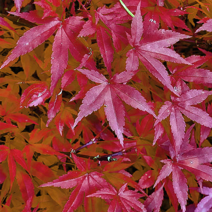 Buitenplant Acer palmatum 'Pink Dwarf' - Japanse Esdoorn Roze - Bladverliezend - Pot Ø 19cm Hoogte ↕ 70cm