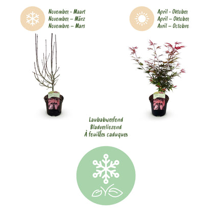 Buitenplant - Acer palmatum Shaina - Winterhard - Pot Ø 19cm Hoogte ↕ 70cm
