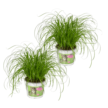 Kamerplant 2x Cyperus Alternifolius - Pot Ø 12cm Hoogte ↕ 20cm