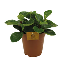 Kamerplant - Peperomia Red Canyon - Pot Ø 15cm Hoogte ↕ 25cm