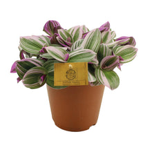 Kamerplant - Tradescantia Nanouk - Hangplant - Pot Ø 15cm Hoogte ↕ 25cm