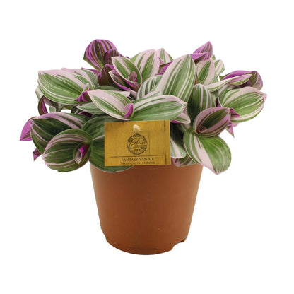 Kamerplant - Tradescantia Nanouk - Hangplant - Pot Ø 15cm Hoogte ↕ 25cm