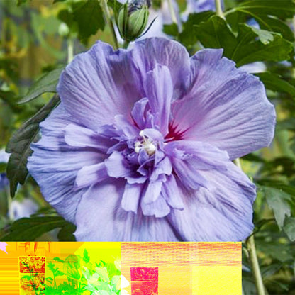 Buitenplant - Hibiscus syriacus 'Blue Chiffon®' - Plant op stam - Pot Ø 19cm Hoogte ↕ 90cm