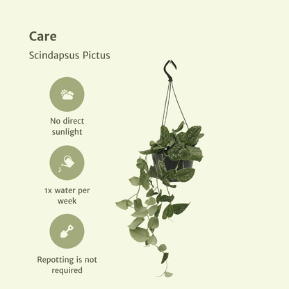 Kamerplant 2x Scindapsus Pictus - Pot Ø 15cm Hoogte ↕ 20cm