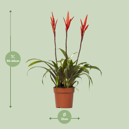 Kamerplant - Vriesea Elan Toef - Pot Ø 12cm Hoogte ↕ 55cm
