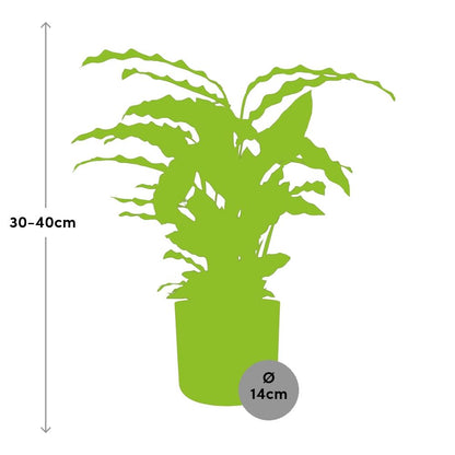 Kamerplant - Calathea Rufibarba 'Tropistar' - Pot Ø 14cm