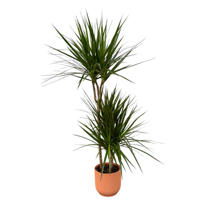 XL kamerplant - Dracaena Marginata - Pot Ø 21cm Hoogte ↕ 120cm