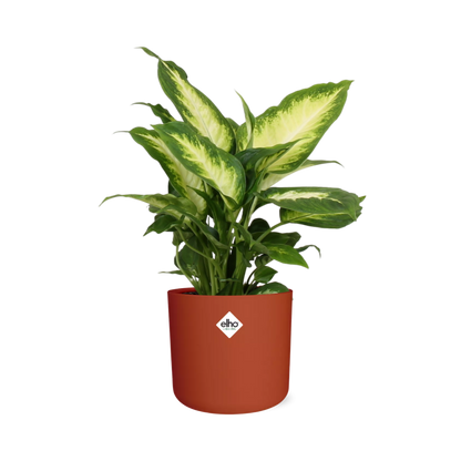 Kamerplant - Dieffenbachia 'Camilla' - Pot Ø 14cm