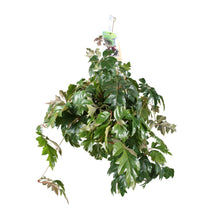 Kamerplant - Cissus Rhombifolia Ellen Danica - Pot Ø 17cm Hoogte ↕ 70cm