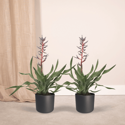 Kamerplant 2x Aechmea Blue Rain - Kokerbromelia - Pot Ø 12cm Hoogte ↕ 45cm