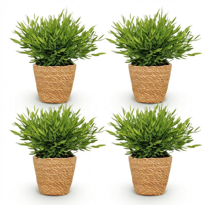 Kamerplant 4x Pogonatherum paniceum Monica - Bamboegras - Pot Ø 12cm Hoogte ↕ 20cm